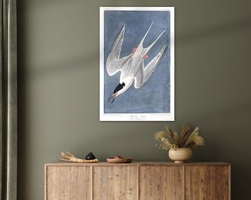 Roseate Tern