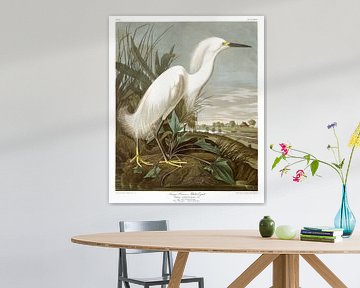 Snowy Heron or White Egret