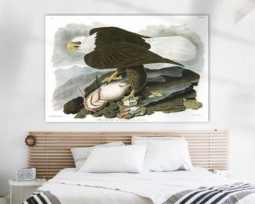 White-Headed Eagle