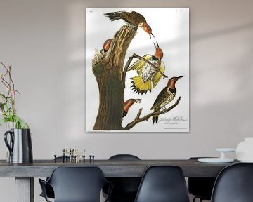 Golden-Winged Woodpecker