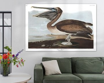 Brown Pelican