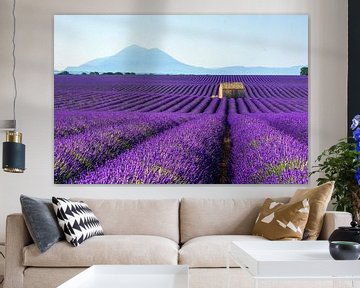 Lavender field by Georges Rudolph