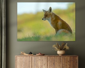 Red fox by Kneeke .com