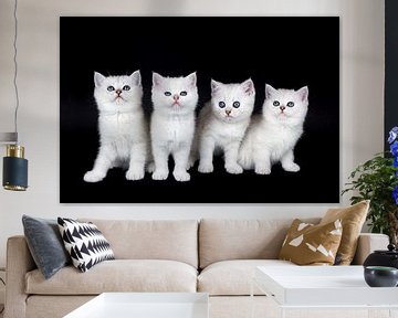Rij witte kittens op zwarte achtergrond van Ben Schonewille