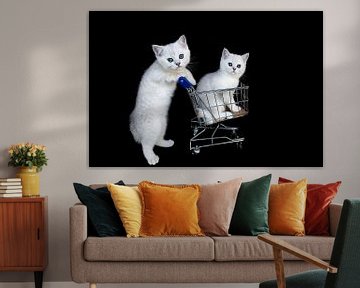 Witte kittens met winkelwagen op zwart