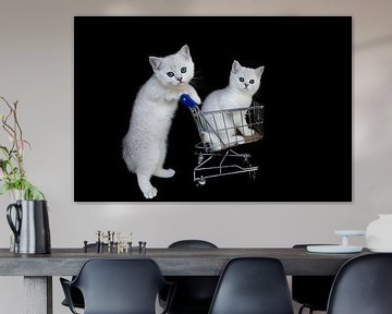 Witte kittens met winkelwagen op zwart van Ben Schonewille