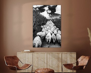 Troupeau de moutons avec berger dans les dunes de Katwijk - noir et blanc sur MICHEL WETTSTEIN
