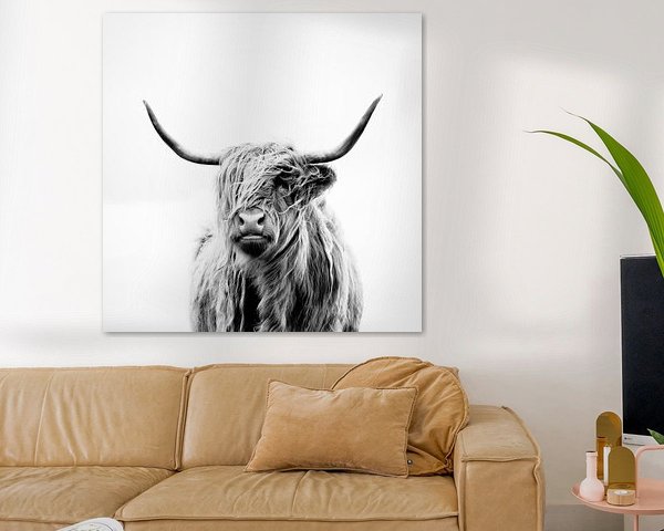 portrait of a highland cow