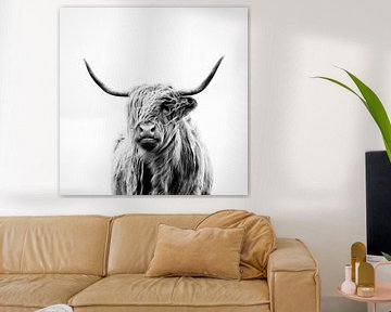 portrait of a highland cow sur Dorit Fuhg