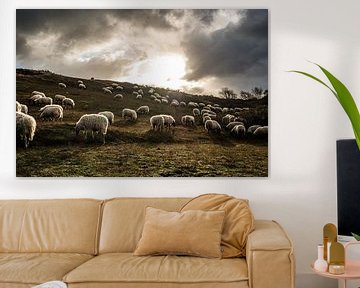 Grazende schapen met tegenlicht in de Katwijkse duinen van MICHEL WETTSTEIN