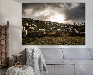 Grazing sheep with backlight in the Katwijk dunes by MICHEL WETTSTEIN