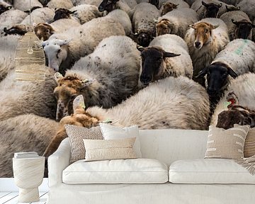 Schapen file van MICHEL WETTSTEIN