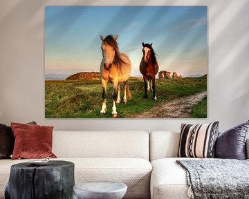 wilde pony's  by Dirk Vervoort