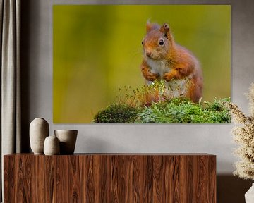 Red squirrel