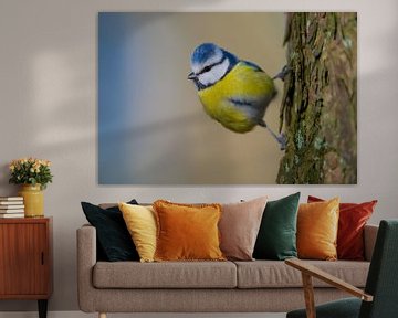 Blue tit sur Kneeke .com