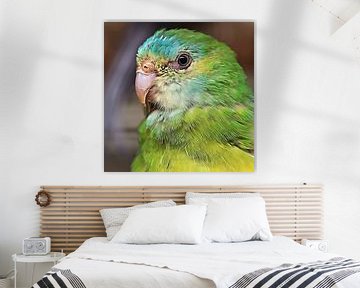 Green parakeet (square) by Art by Jeronimo
