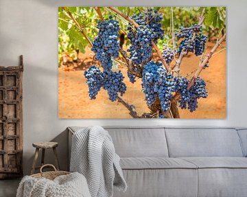 Druivenplant vol  trossen blauwe druiven van Ben Schonewille
