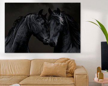 Het Friese paard, een portret van 2 Friezen van Gert Hilbink