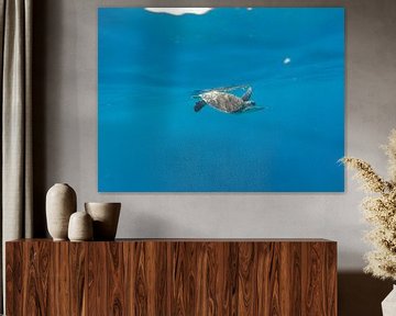 Sea turtle by Stijn Cleynhens