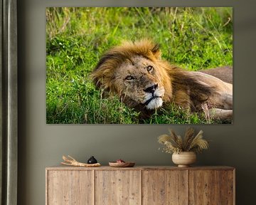 Lion in the long grass by Stijn Cleynhens