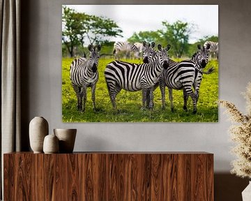 Four Zebras by Stijn Cleynhens