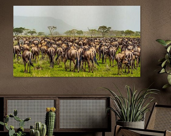 Aperçu de la chambre