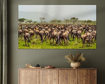 wildebeest migration by Stijn Cleynhens