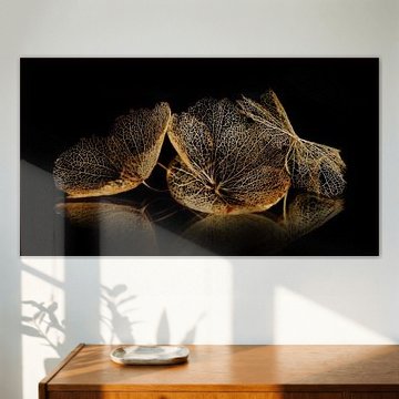 Hydrangea flowers by C.A. Maas