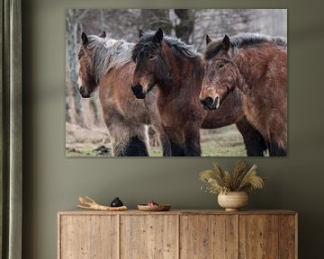 Cheval belge, Equus ferus caballus sur Gert Hilbink