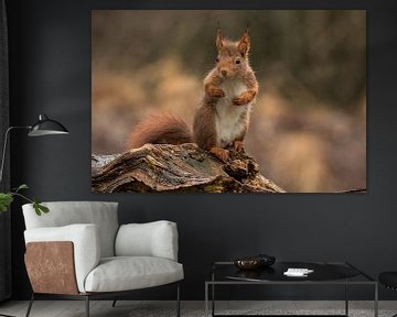 Squirrel, Sciurus vulgaris. Red Squirrel. by Gert Hilbink
