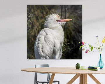 Een Ibis, ook wel nijlreiger genoemd. von Harrie Muis