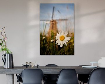 Daisy and the Kinderdijk Windmill by Halma Fotografie