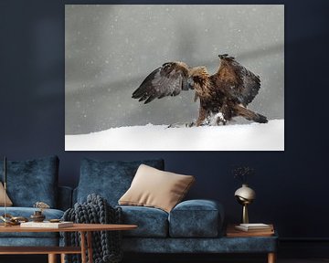 Steenarend (Golden eagle) by Jan Katsman