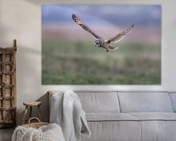 Short-eared owl in flight in search of mice Landscape  by Ronald Groenendijk
