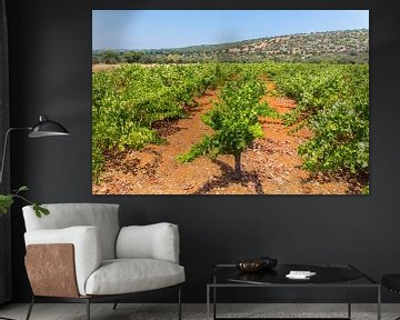 Rows of grape plants in vineyard with mountain in the Algarve Portugal by Ben Schonewille