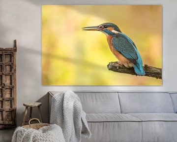 Kingfisher by Gert Hilbink