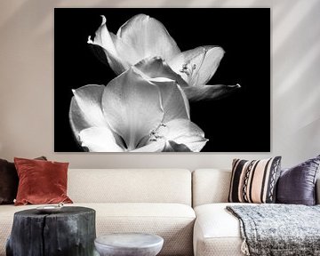 Fleur | Amaryllis noir et blanc sur Henriëtte Mosselman