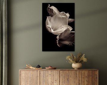 Flower | Amaryllis Untitled by Henriëtte Mosselman