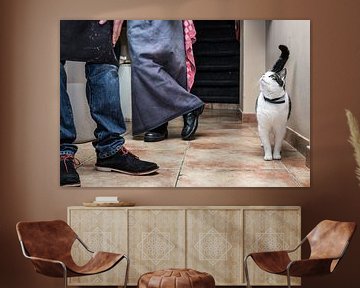 Resident cat in Italian Restaurant by Robert van Willigenburg