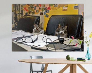 Cats in travel agency by Robert van Willigenburg