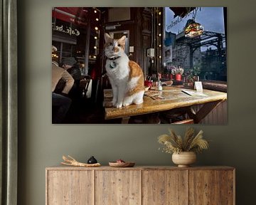 Housecat Café De Doelen, Amsterdam sur Robert van Willigenburg