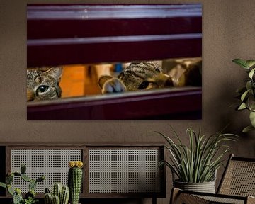 Cats and letterbox sur Robert van Willigenburg