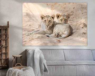 Lion cubs in Namibia by Thomas Bartelds