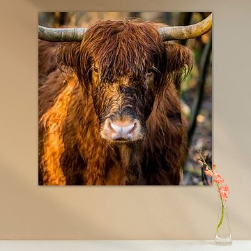 Stoere kop  Schotse Hooglander