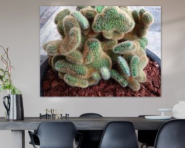 Kamerplant: SciFi Cactus 1-4 van MoArt (Maurice Heuts)