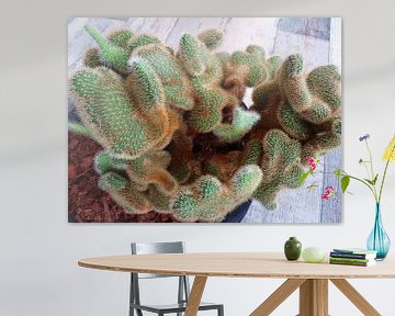 Kamerplant: SciFi Cactus 1-3 van MoArt (Maurice Heuts)