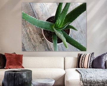 Kamerplant: Aloe Vera 2-2