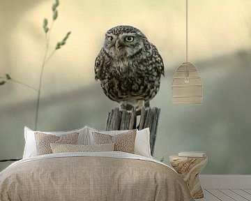 Little Owl by Patrick Scholten