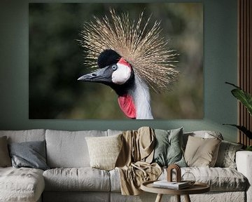 Closeup of a grey crowned crane, Balearica regulorum, national bird of Uganda with kr by W J Kok