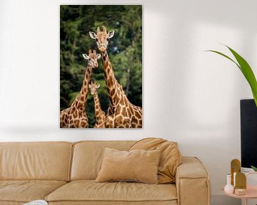 Giraffen trio van Reversepixel Photography